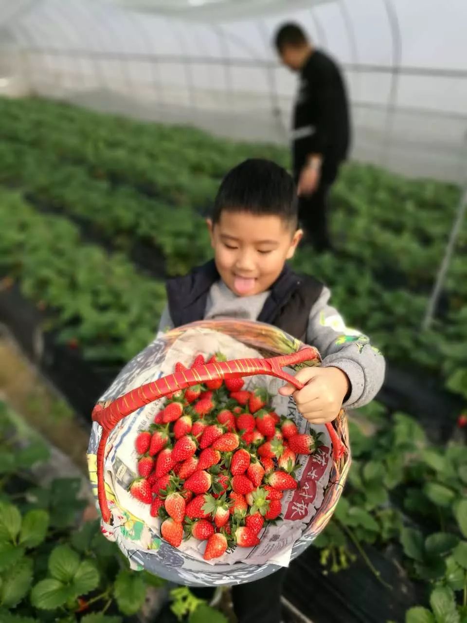 (内附浦东草莓采摘地推荐)