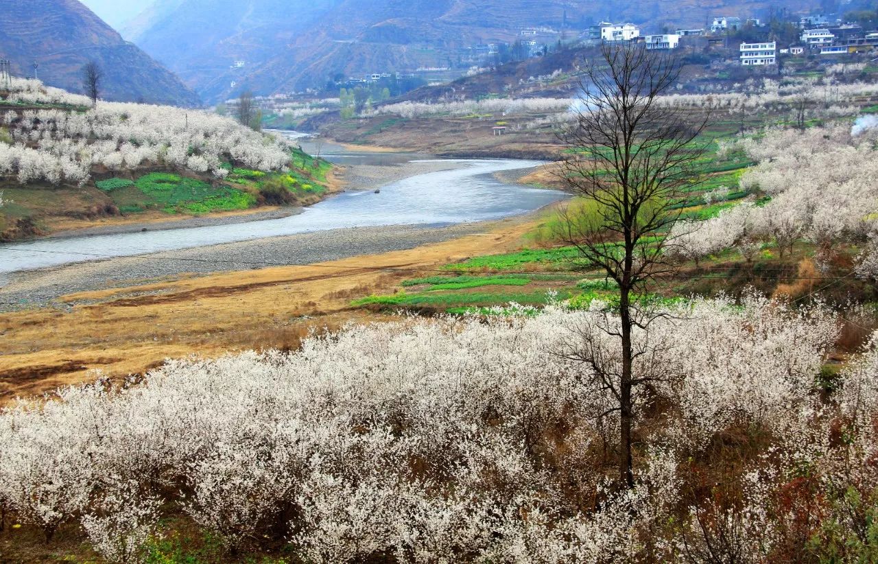 旅游 正文  待来年开春,我们相约总溪河畔,游乌江,赏樱花,品河鱼.