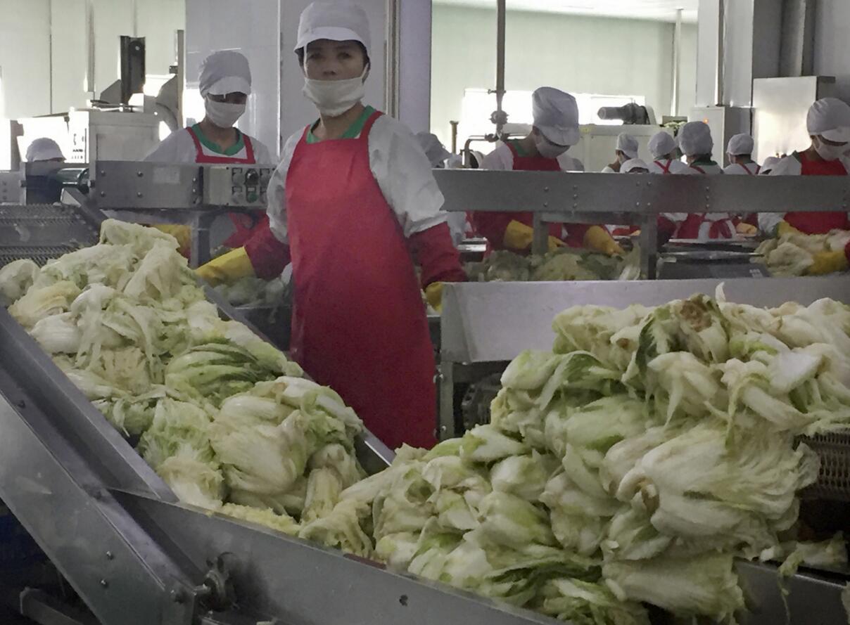 探秘朝鲜泡菜厂 全套设备自行设计