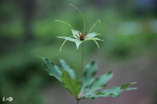 这种中药材名贵稀缺,投入成本高,但种植成功亩赚25万,你敢试吗