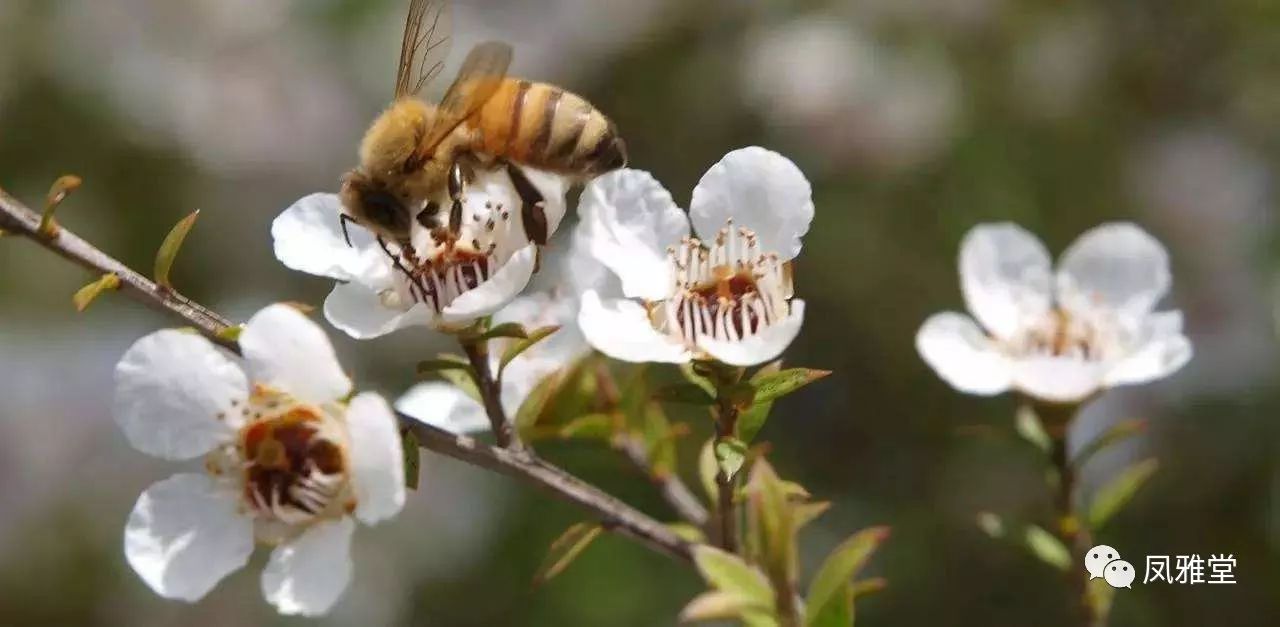 麦卢卡天然红茶树仅存于新西兰2则是新西兰的国宝级蜂蜜品牌而manuka