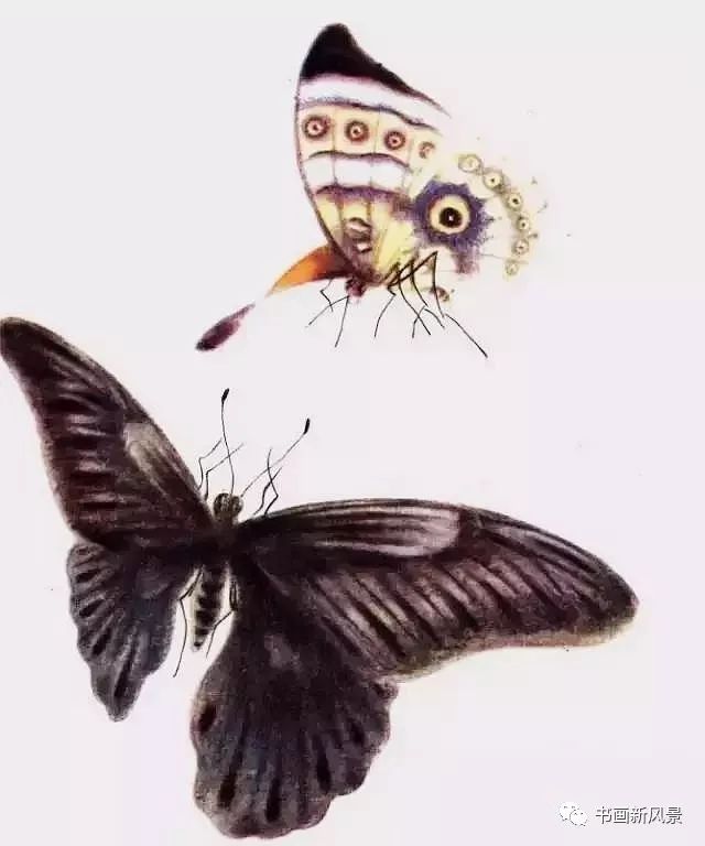 这师徒俩画蝴蝶太美啦!