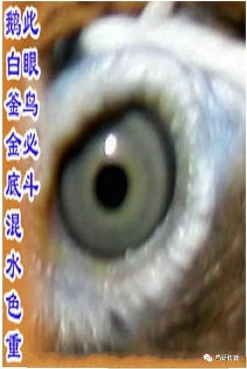 怎样从画眉的"眼水"和"眼沙"上择优 ?