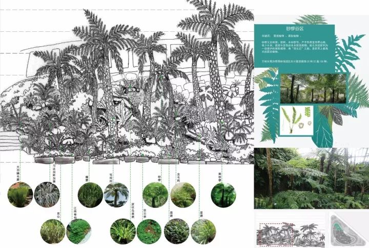 也展现了光线较幽暗的雨林谷地中独特的阴生植物群落林缘区建成实景林