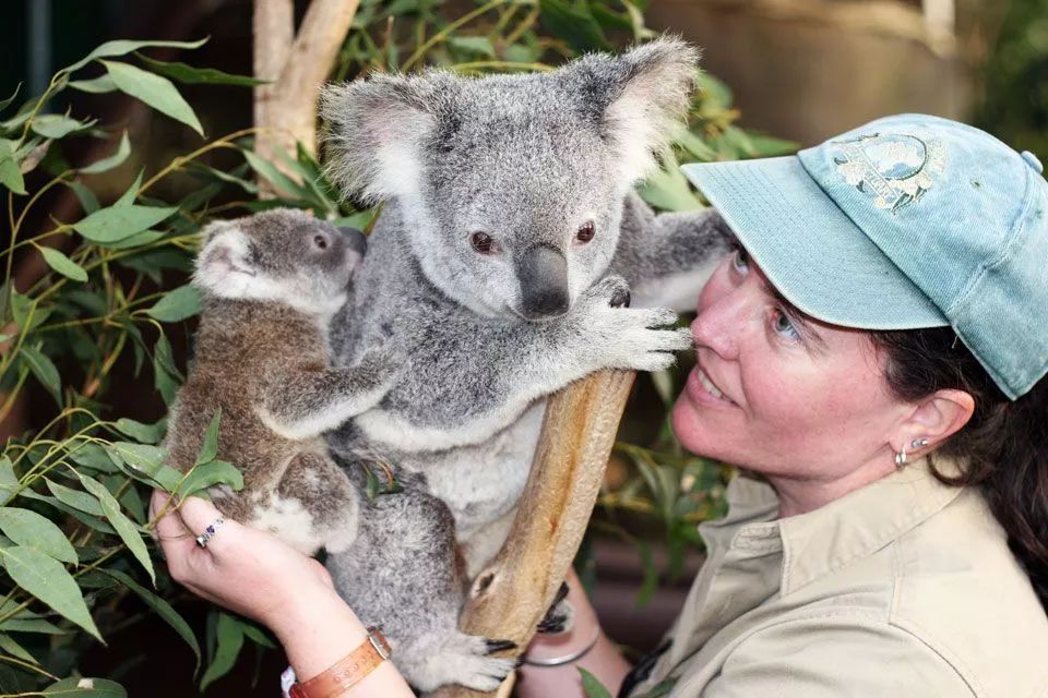 它生前居住在位于 lone pine koala sanctuary的考拉及