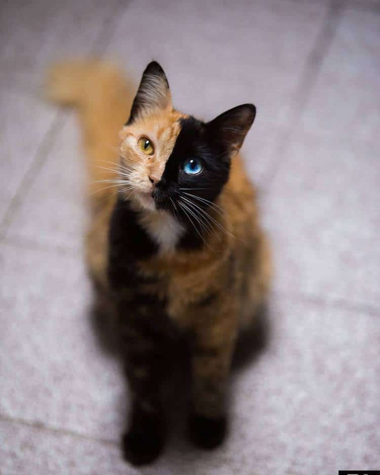 最神奇的"双面猫",眼睛异色美如宝石,世间稀有!