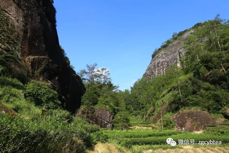 祁红,普洱茶,白茶,岩茶……这家企业小产区的珍珠越串