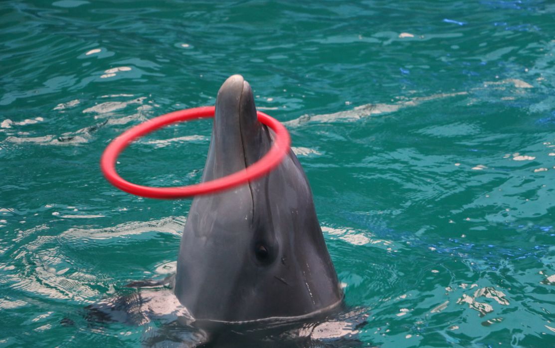 太平洋彼岸宽吻海豚来郑州定期坐诊专治各种迷恋海豚综合症