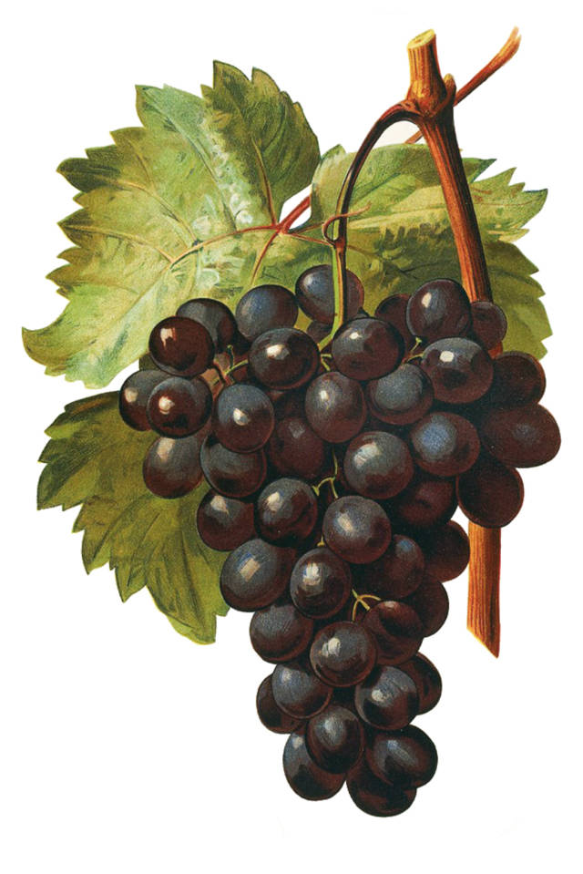 葡萄酒系列基础知识篇之葡萄品种--佳美娜