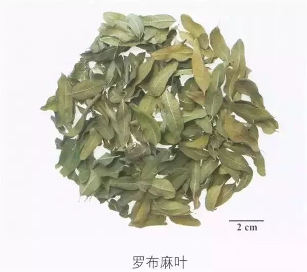 来源 本品为夹竹桃科植物罗布麻apocynum venetum l.的干燥叶.