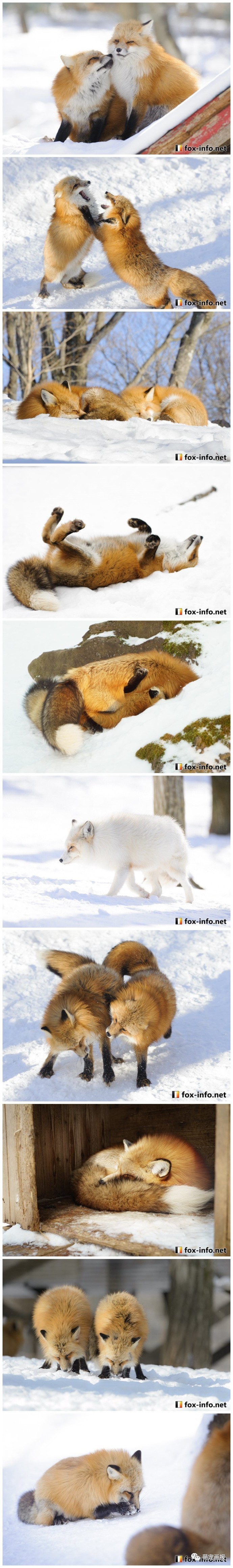 冰天雪地里的胖狐狸赤狐和雪景真的是绝配