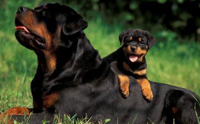 宠物 正文  罗威纳犬,拉丁学名:rottweiler,是犬科犬属下的动物,犬