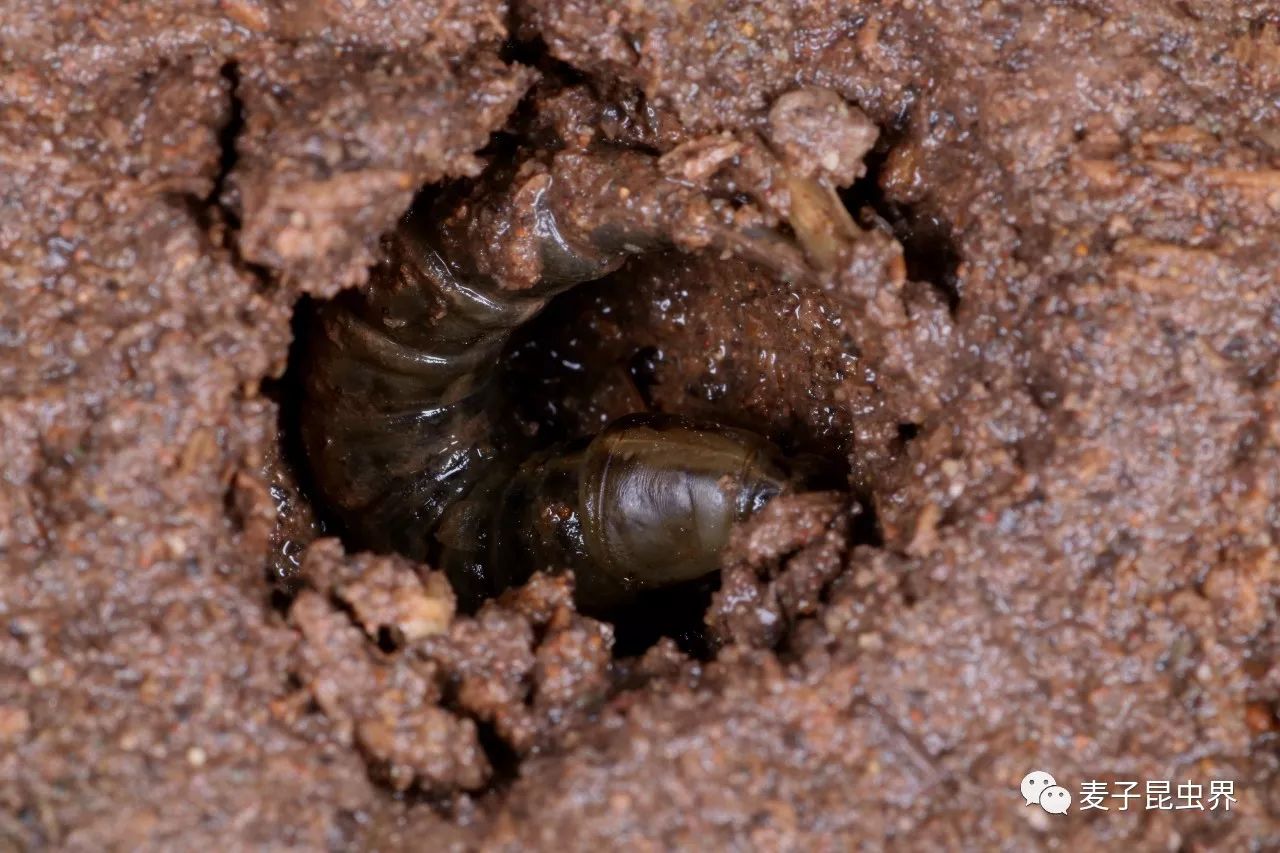 幼虫将会在岸上爬行一段距离,选一处稍微远离水体的土壤环境挖掘蛹室