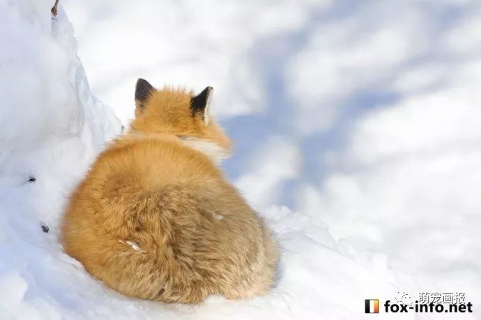 冰天雪地里的胖狐狸,赤狐和雪景真的是绝配!