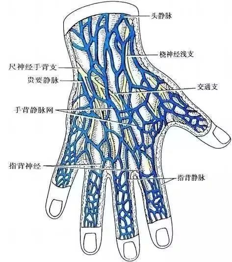 我们再看看手背静脉解剖学特点