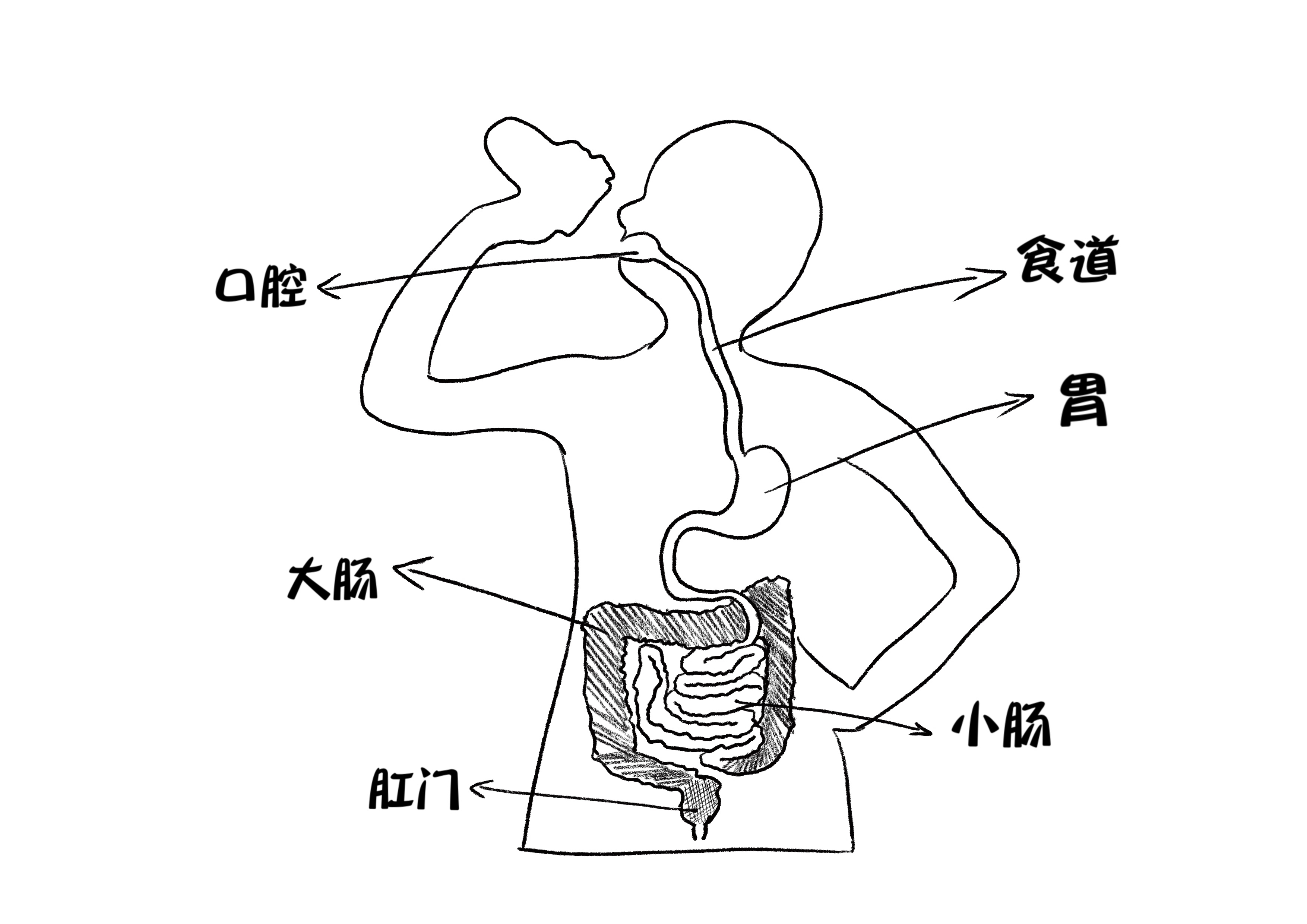 食管在ct中的位置图片,正常食管t图片大全,气管和食管的位置图片_大山谷图库
