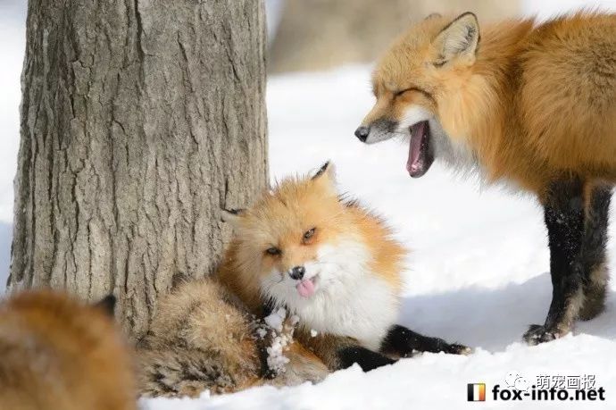 冰天雪地里的胖狐狸,赤狐和雪景真的是绝配!