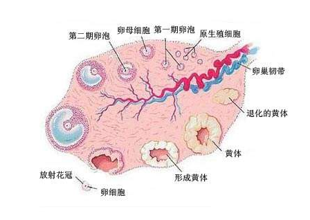 有腺肌症想怀孕,在排卵期监测卵泡就晚了哦!