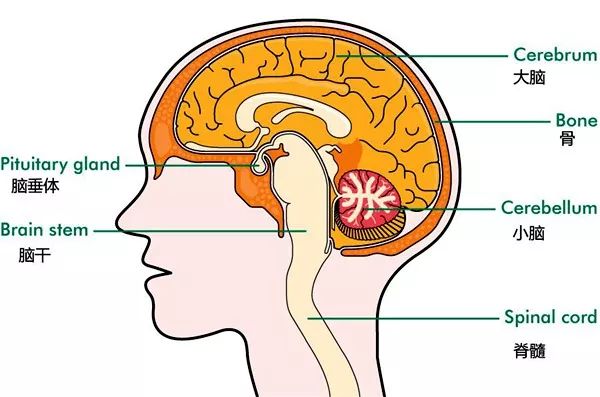 脑垂体位置分布图