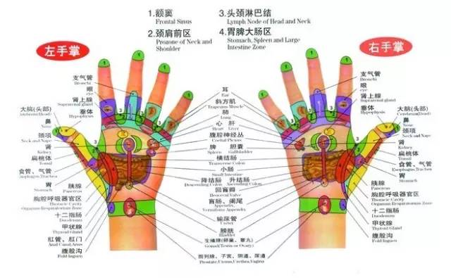 科技 正文  手部反射区高清图解 背部是以脊椎为中心的整个人体的全息