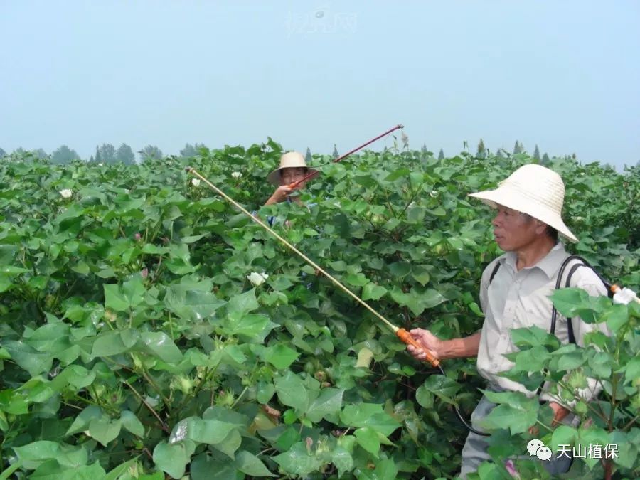 说什么"棉花一生,化控三次就行",这种说法太笼统了,用量次界定了化学