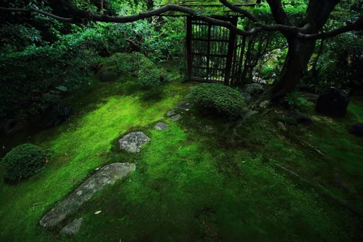 京都庭院琉璃光院返景入深林复照青苔上