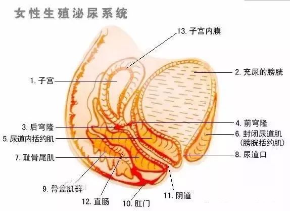 即使是没有妇科炎症的女性,也希望您常备一盒益生菌.