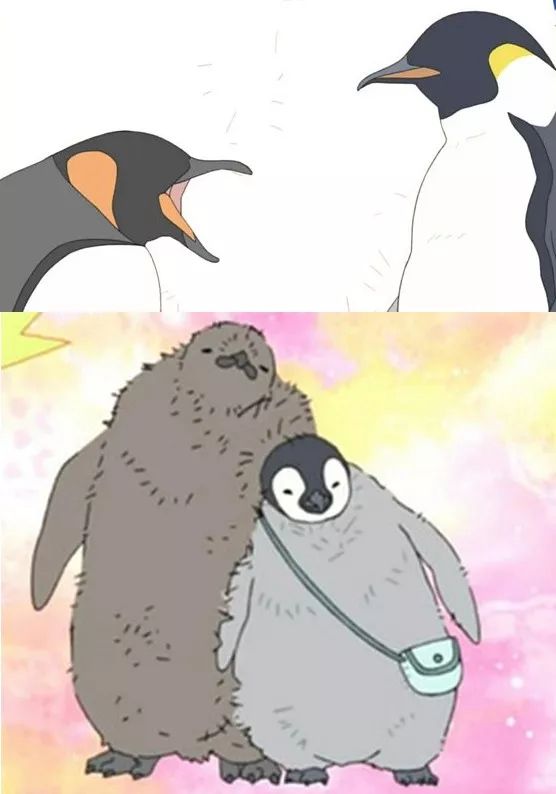 形态的差异:帝企鹅生活的地方更冷,因此它比王企鹅高大,这样表面积与