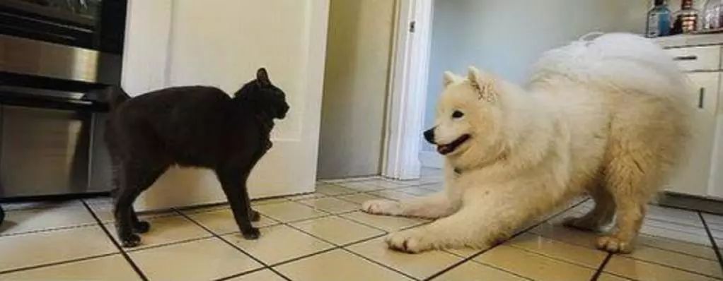 萨摩想和猫玩耍,结果黑猫一个眼神把萨摩吓得都差点跳上天!