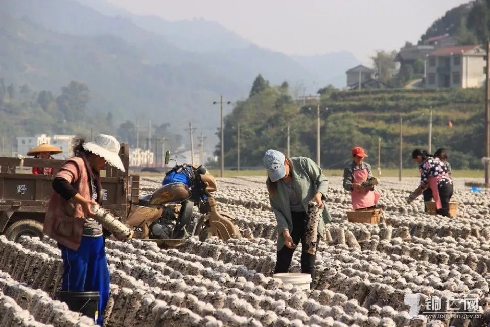 万山区劳动力人口多少_农村劳动力剩余人口(2)