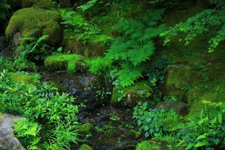 京都庭院琉璃光院返景入深林复照青苔上