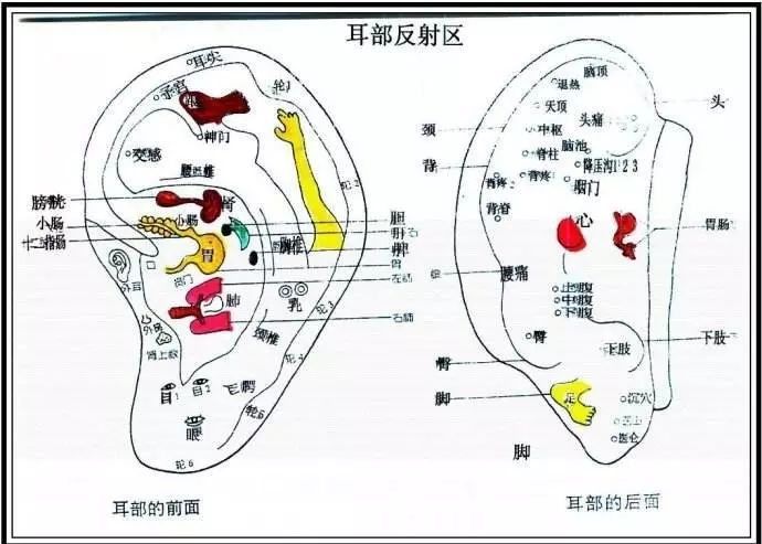 心肺,腹部等,头面部的反射区位于人耳的耳垂处,从下向上依次为咽喉区