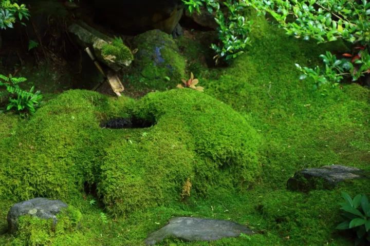 京都庭院琉璃光院返景入深林复照青苔上