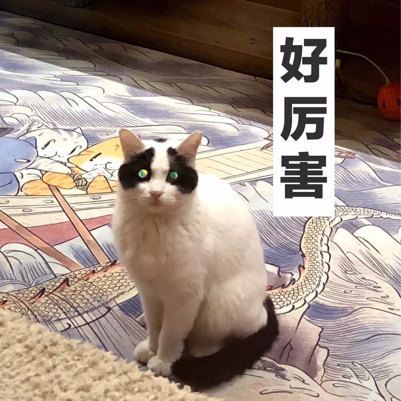 观复猫 大阿宝