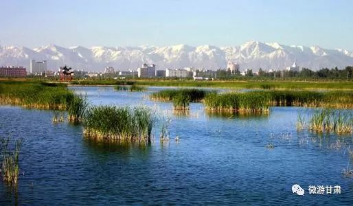 张掖国家湿地公园位于张掖市甘州区城郊北部,与市区紧密相连.