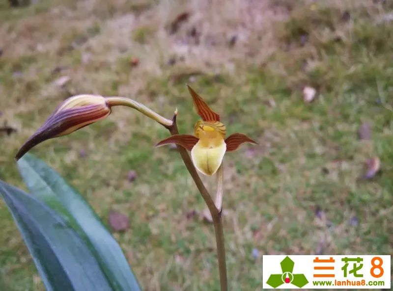 栽兰花植料详解