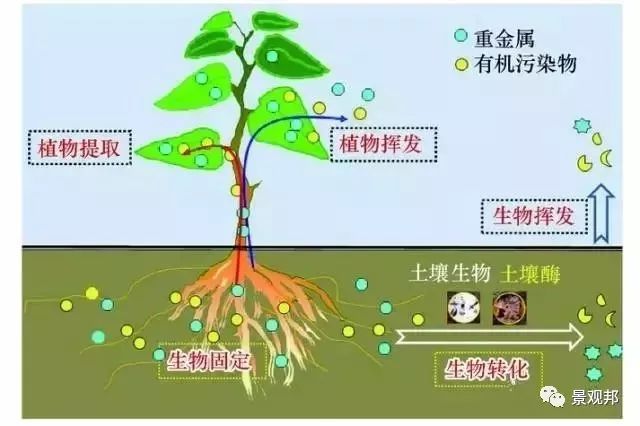 风水植物最好养哪几种_十大客厅风水植物_植物风水