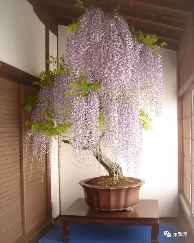 十大客厅风水植物_风水植物最好养哪几种_植物风水