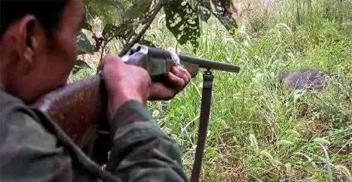 携带土枪在自家附近的山头打猎 2017年10月 刘某因在山林里搭雨棚,私