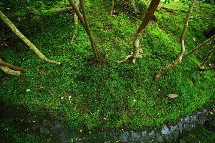 京都庭院琉璃光院返景入深林复照青苔上