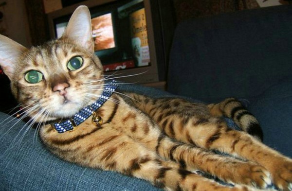 最帅的猫_这是我见过穿制服最帅的猫
