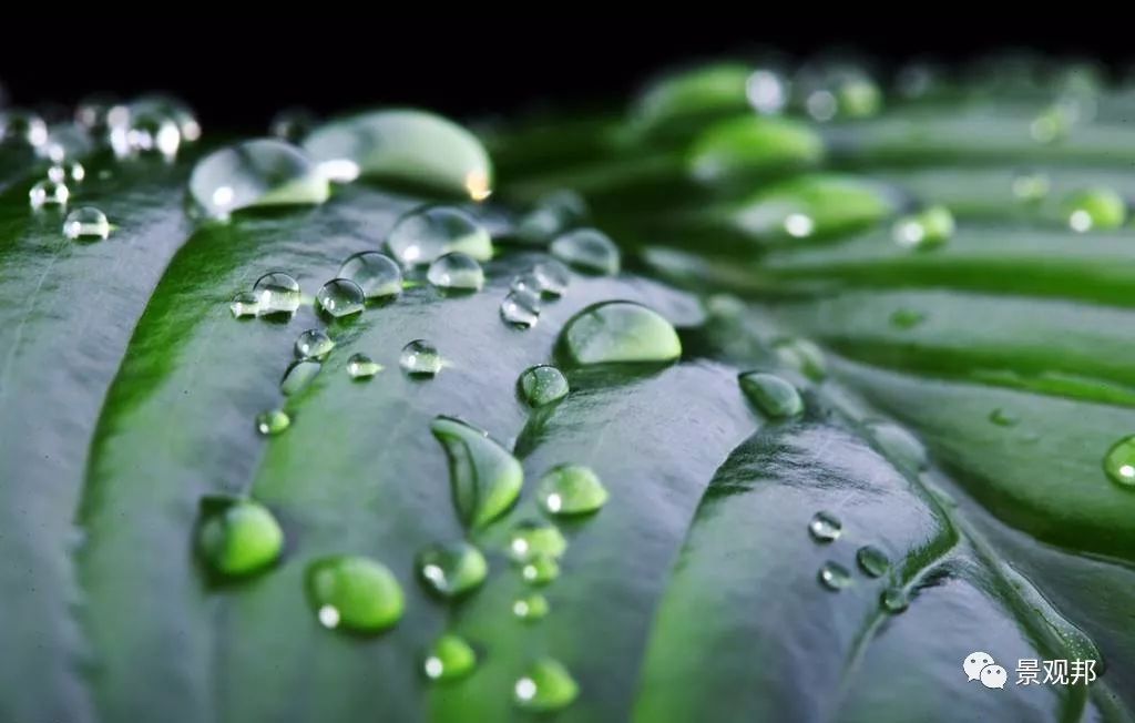 植物风水_十大客厅风水植物_风水植物最好养哪几种