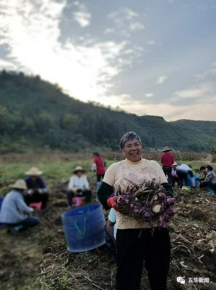 五华岐岭2100吨南薯,挖机都出动!