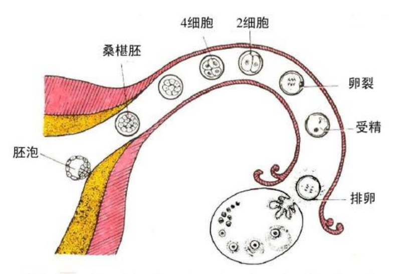 有腺肌症想怀孕,在排卵期监测卵泡就晚了哦!