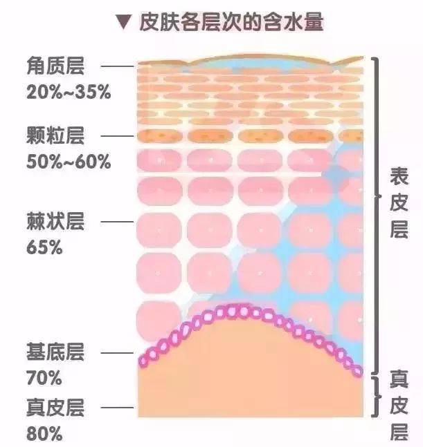 皮肤分为表皮层(角质层,颗粒层,棘状层,基底层),真皮层和皮下组织,不