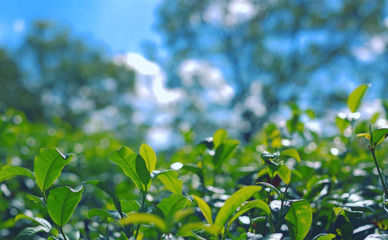 勐海总人口_勐海茶厂所有茶图片