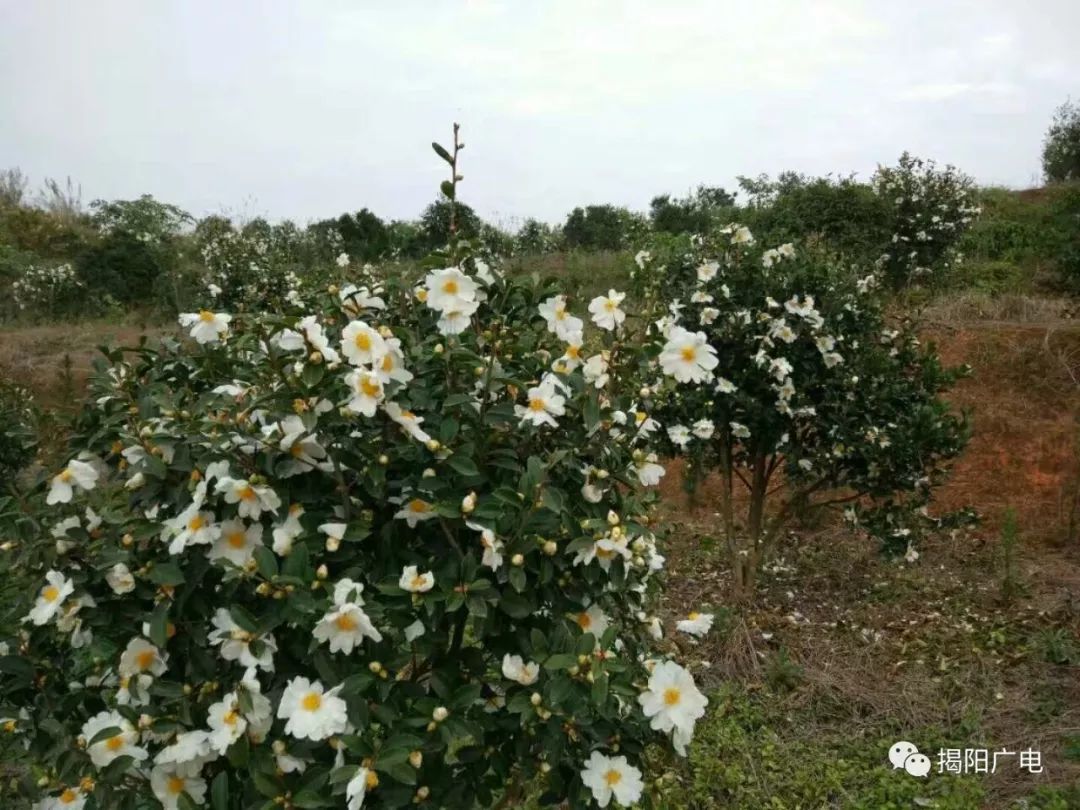 新亨,白塔,龙尾万亩油茶花盛开了宛如仙境,元旦约么?