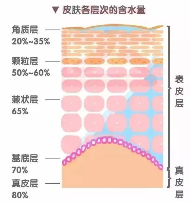 原莱如此秋冬季皮肤保湿皮肤生理基础