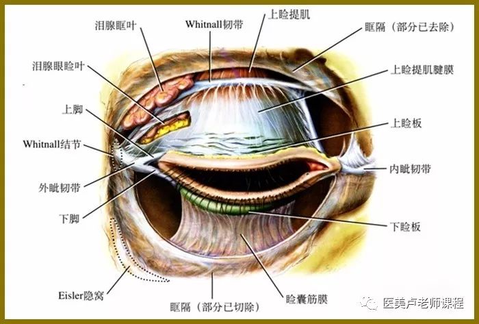 18 mm,至下眶缘16.61±5.21 mm.