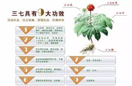 三七有那么多功效的原因